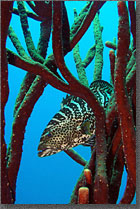 Tiger Grouper