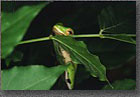 Tree Frog