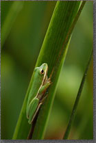 Tree Frog