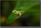 Tree Frog