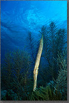 trumpetfish