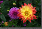 Red Yellow Dahlia