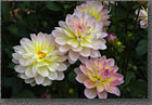 White Dahlias