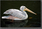 White Pelican