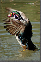 Dance of the Wood Duck