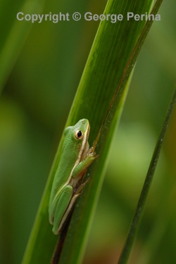 Tree Frog