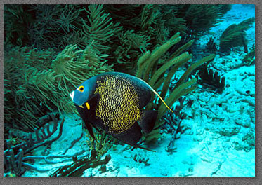 French Angelfish